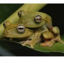 Frogga