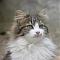 Avatar di laki.miao