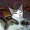 Avatar di Cat Duma