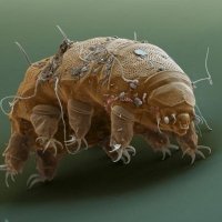 Tardigrado